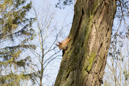 有趣的红松鼠在树干上。