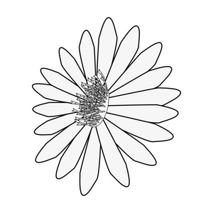 白色背景上的花雏菊
