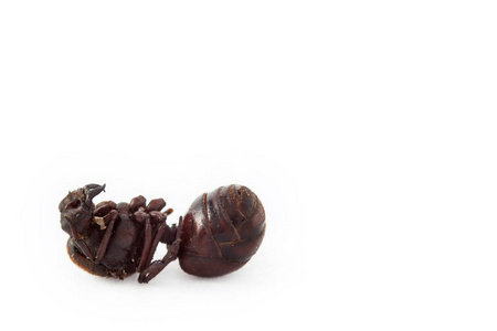 哥伦比亚桑坦德地区的可食用蚂蚁传统叫霍米加卡洛纳，英文直译是大屁股蚂蚁。