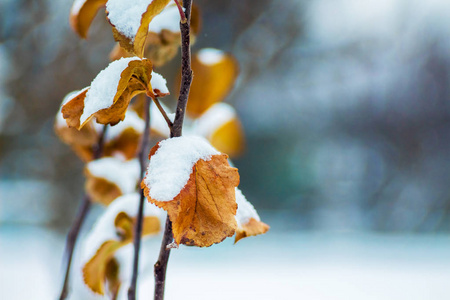 树枝，干的橙色叶子覆盖着雪。 花园里的冬日