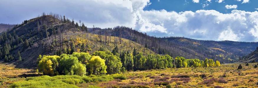 夏末秋初全景森林景观徒步穿越印度峡谷的树木九英里峡谷环路之间的杜切斯恩和价格在美国犹他州乌因塔盆地范围内的美国191号公路