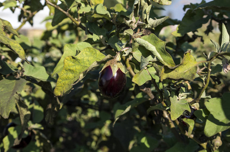  eggplant field, harvest.