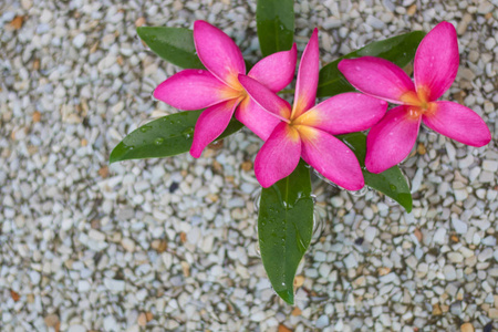 三朵泰国粉红色梅花，有沙子和水的背景
