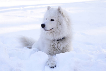 美丽的狗在雪地上的公园里的森林里散步