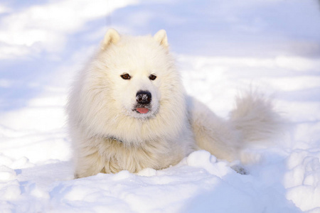 美丽的狗在雪地上的公园里的森林里散步