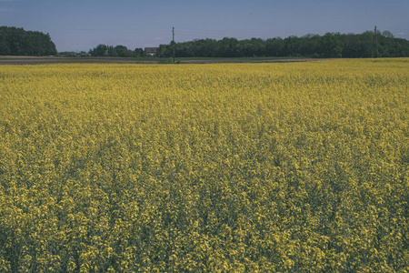 亮黄的油菜花田在农村耕作土地上复古的外观