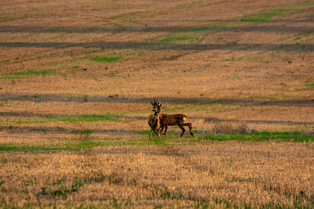 日落时鹿在耕地上奔跑