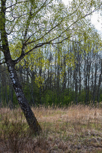 美丽的桦树树干，枝叶在自然环境中。 混合季节夏季秋季春季
