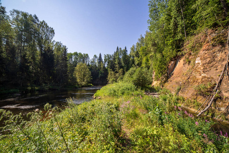 拉脱维亚阿马塔河中的水流，夏季早晨有砂岩峭壁和绿叶
