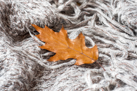 皱巴巴的灰色针织毛毯，秋天橡木叶。 柔软温暖的织物被皱成褶皱。 背景或插图的纹理。