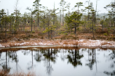 沼泽景观，干燥的松树在水中倒影，第一场雪在绿草上。 沉闷的夜晚