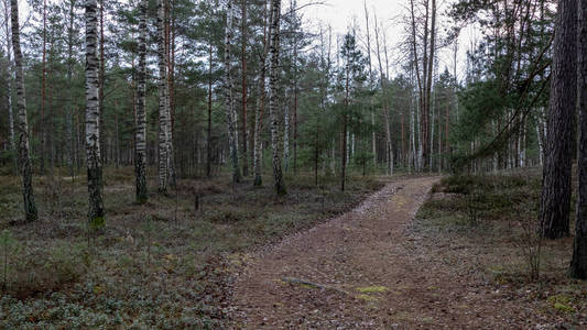 简单的乡村森林道路，视野开阔，周围有树叶和树木
