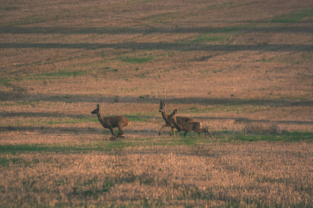日落时，鹿在耕地上奔跑，复古的外观