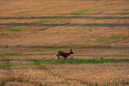 日落时鹿在耕地上奔跑