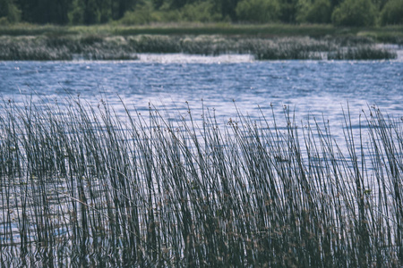平静的夏日景色，湖边有干净的水和水草，森林附近有绿色的叶子