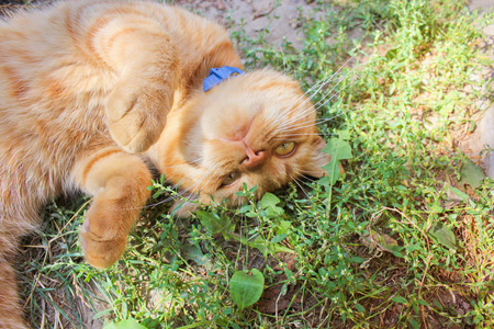 漂亮的红猫关门了