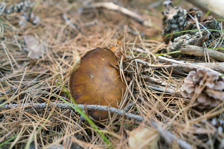 一个蘑菇复印木在自然背景