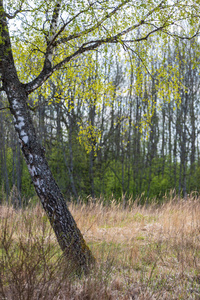 美丽的桦树树干，枝叶在自然环境中。 混合季节夏季秋季春季
