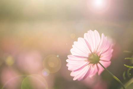 粉红色的宇宙之花开在阳光的花园里
