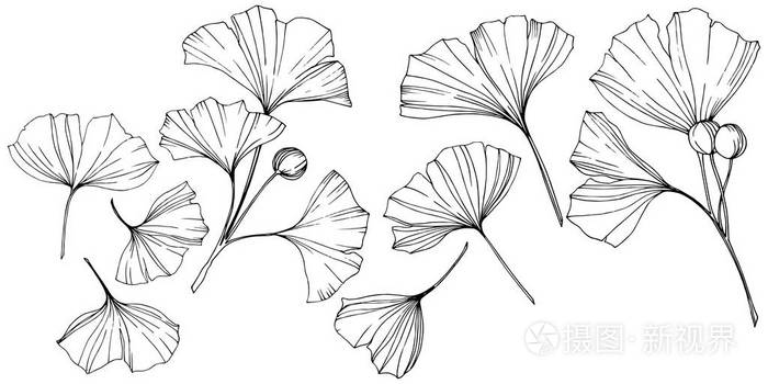 雕刻的黑白银杏叶.植物植物园.隔离银杏插图元素