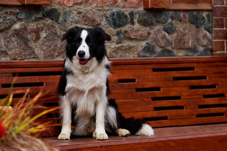 狗边界牧羊犬坐在长凳上的花园里