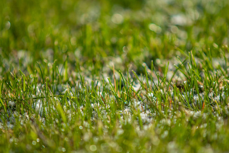绿草如雪模糊的背景