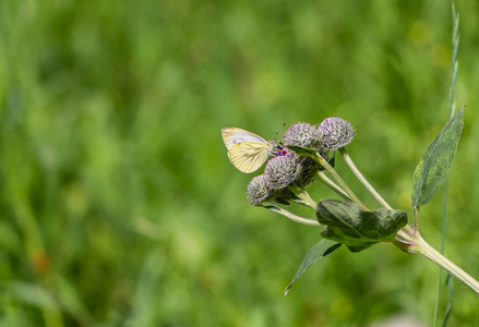 夏天，一只明亮的白色和黄色的小蝴蝶在模糊的绿色背景上给花园里的紫色牛蒡花授粉