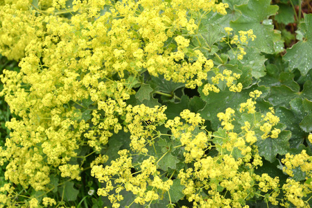 s mantle Alchemilla vulgaris L.