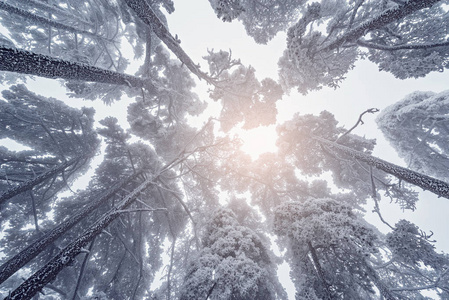 黄山国家公园树木的冻枝。 中国