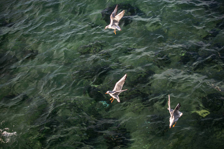 海鸥在海水上飞过