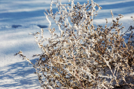 覆盖着海霜的树枝。 冬天下雪的圣诞节场景。 树枝上覆盖着霜冻的奇观。 平静模糊的雪花冬季时间背景与复制空间。 在冬天。 新年