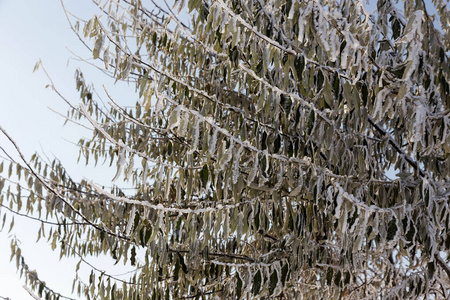 覆盖着海霜的树枝。 冬天下雪的圣诞节场景。 树枝上覆盖着霜冻的奇观。 平静模糊的雪花冬季时间背景与复制空间。 在冬天。 新年