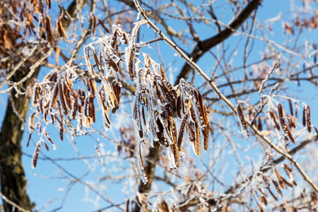 覆盖着海霜的树枝。 冬天下雪的圣诞节场景。 树枝上覆盖着霜冻的奇观。 平静模糊的雪花冬季时间背景与复制空间。 在冬天。 新年