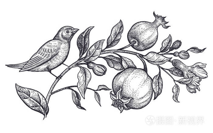 插画 用鸟和花装饰. 写实手绘夜莺和枝条与石榴分离在白色背景.