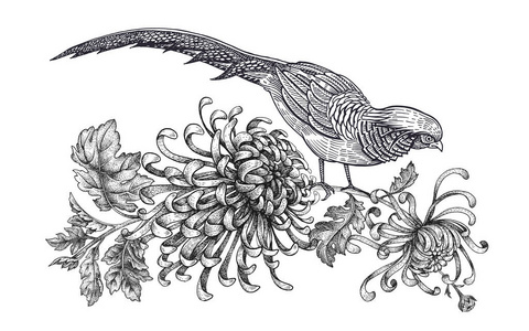 用鸟和花装饰。 写实手绘野鸡和菊花分离在白色背景上。 矢量插图艺术。 黑白素描。 老式东方雕刻。