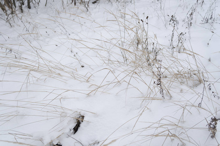 冬天的草雪霜