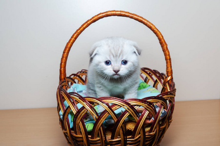 英国品种的猫。 一个人坐在篮子里