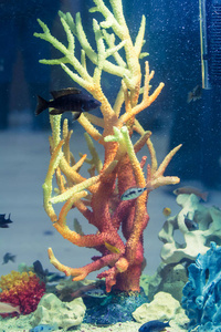 水族馆里有鱼和五颜六色的珊瑚