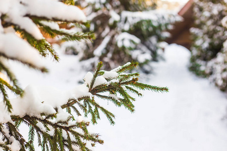 一棵圣诞树的绿色树枝，在阳光下覆盖着白雪。 自然冬季背景