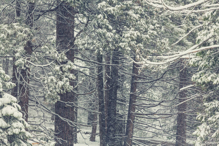 冬季雪覆盖森林。 很适合圣诞节背景。