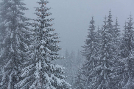 冬季雪覆盖森林。 很适合圣诞节背景。