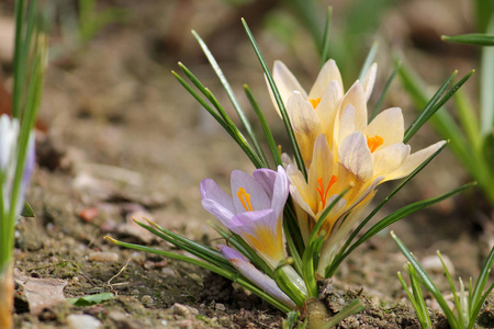 金色番红花CrocusChryanthus在花坛上开花雪