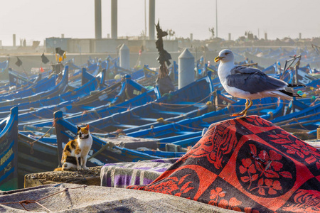 Essaouira Morroco老渔港的动物