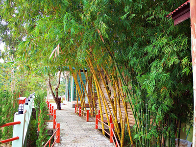 泰国南红走廊和竹子的水泥走道