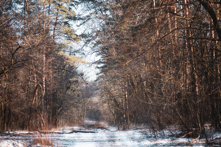 冬天的森林和阳光