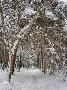 冬天。 下雪的森林。 漂流