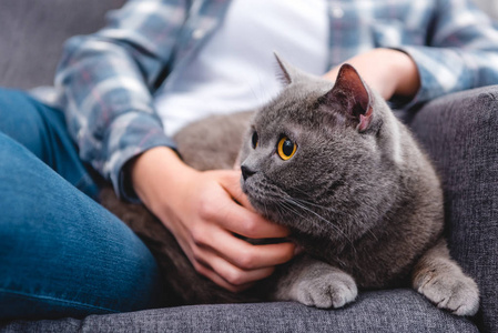 女人抚摸可爱的英国短毛猫的部分看法