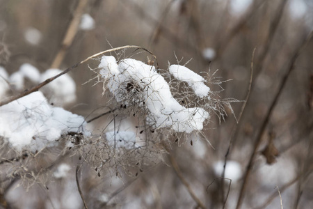 冬季背景积雪覆盖冬林灌木丛。 树枝上有松散的雪，集中在模糊的森林背景上。 雪中灌木丛上的叶子。 白雪覆盖的灌木丛树枝在雪地上。