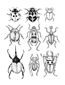 各种甲虫的矢量图，设计元素。