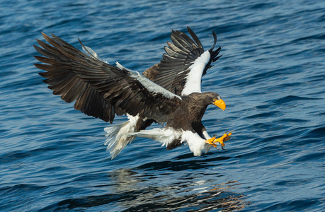 s sea eagles fishing. Scientific name Haliaeetus pelagicus. Blu